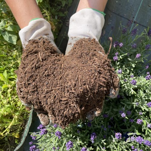 compost dal piatto al terriccio